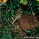 Illustration for article titled Flightless Friday - Apteryx mantelli Edition